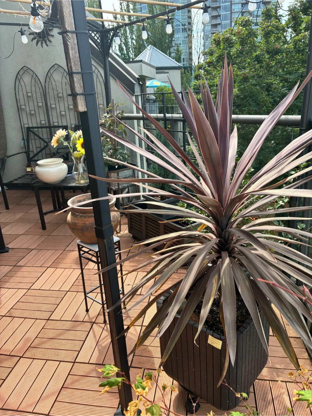 Tropical Tree Plant in Planter - photo 4