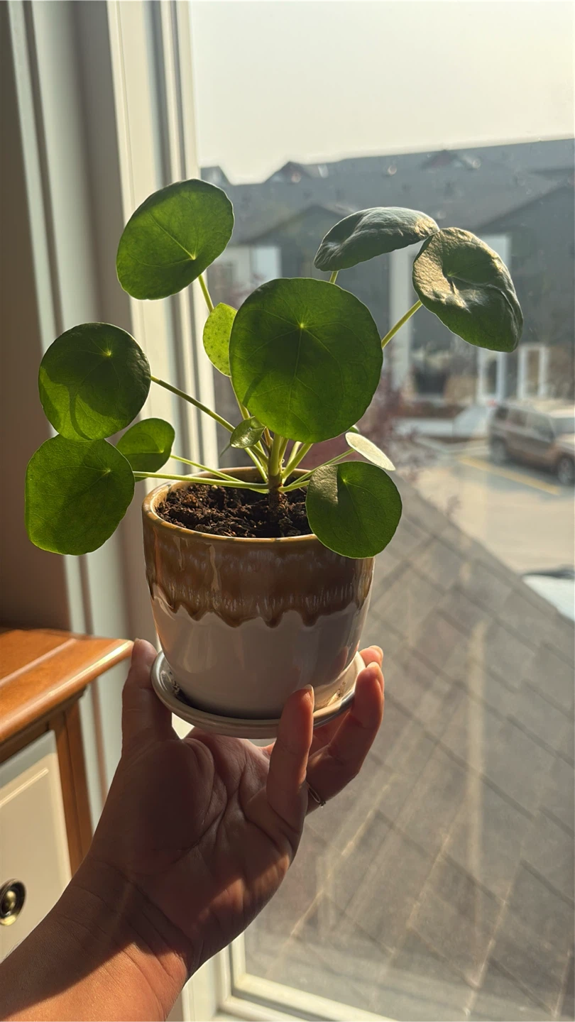Chinese Money Plant (Pilea peperomioides)
