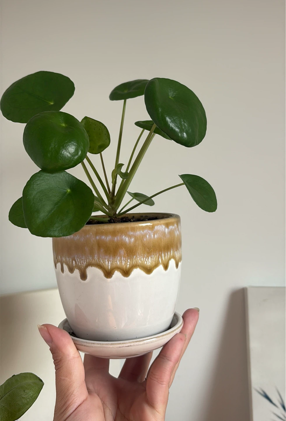 Chinese Money Plant (Pilea peperomioides) - photo 2