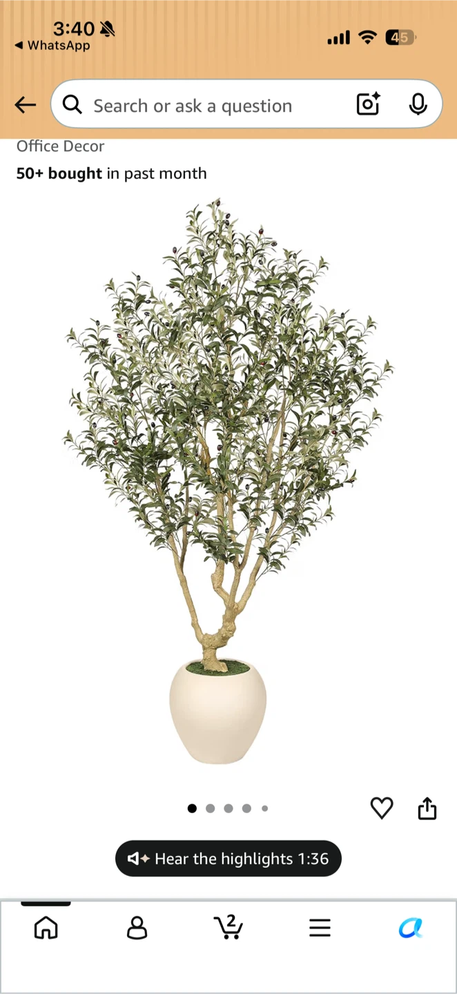 Olive tree