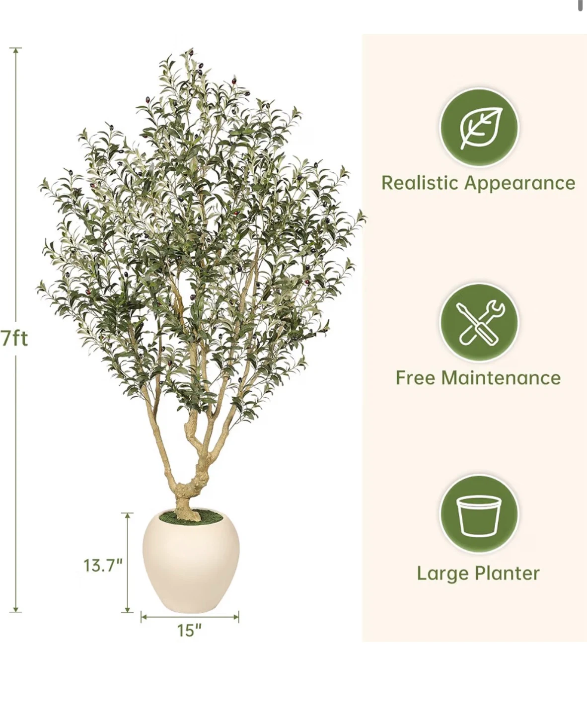 Olive tree - photo 3