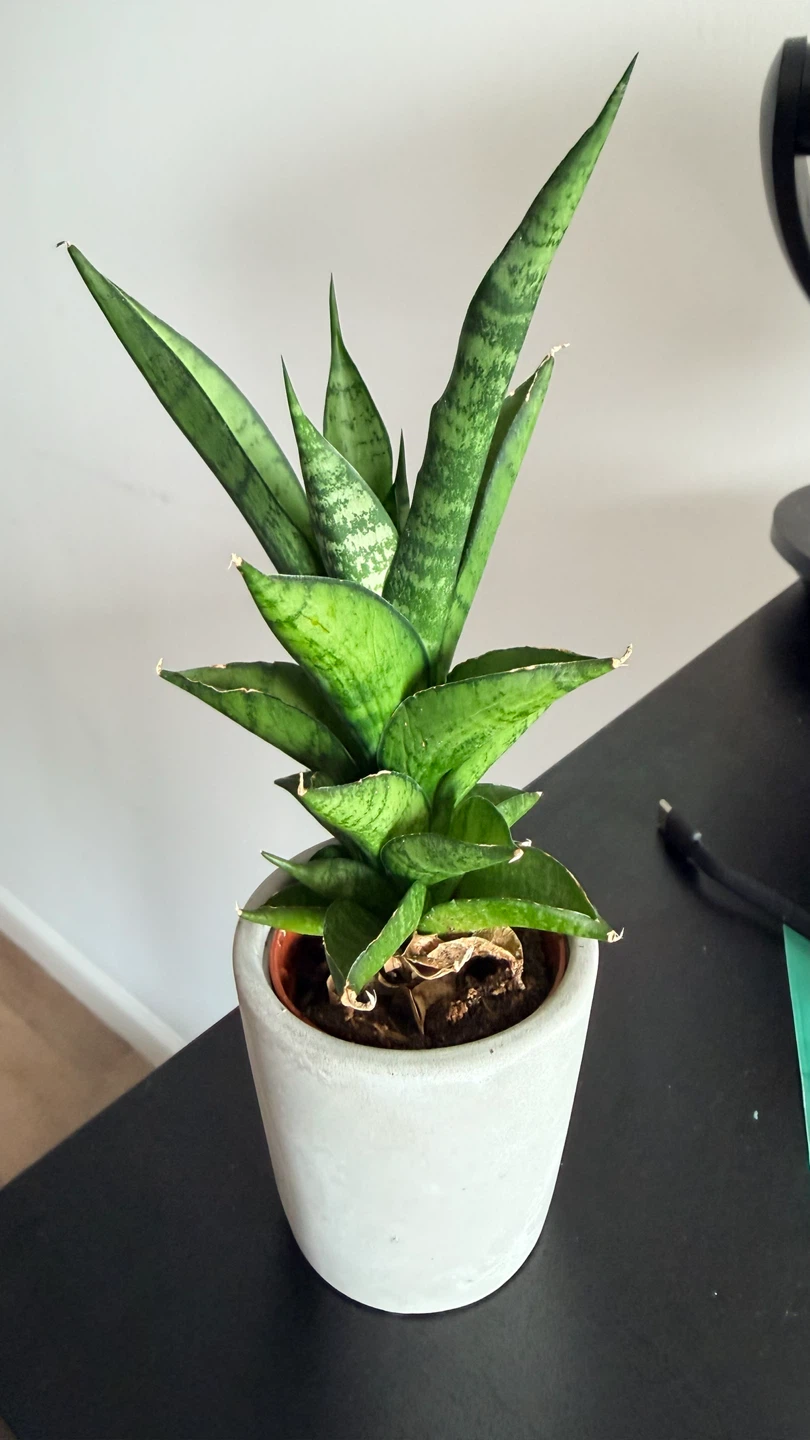 Small Plant in Pot