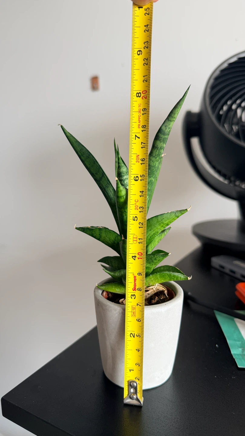 Small Plant in Pot - photo 2