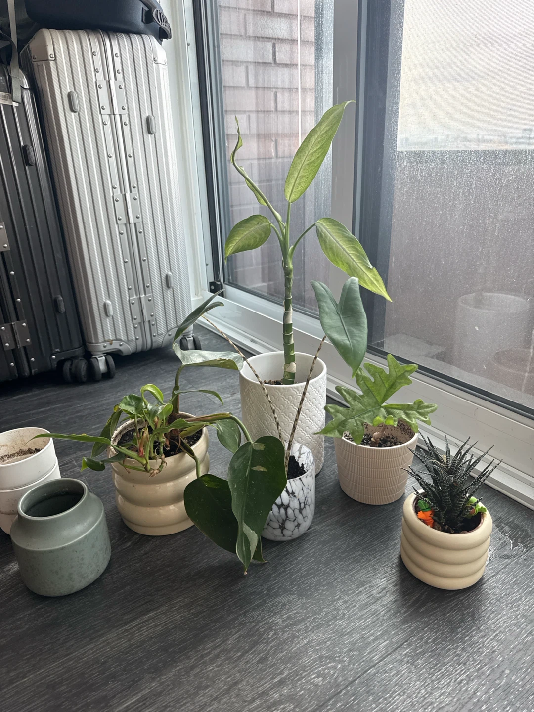 Assorted Potted Houseplants with some free pots