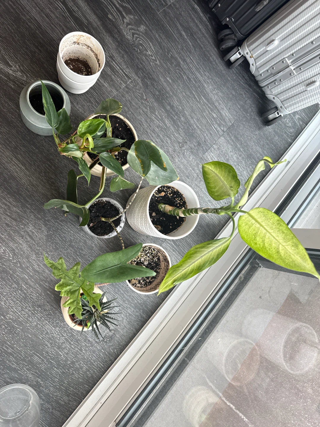 Assorted Potted Houseplants with some free pots - photo 2