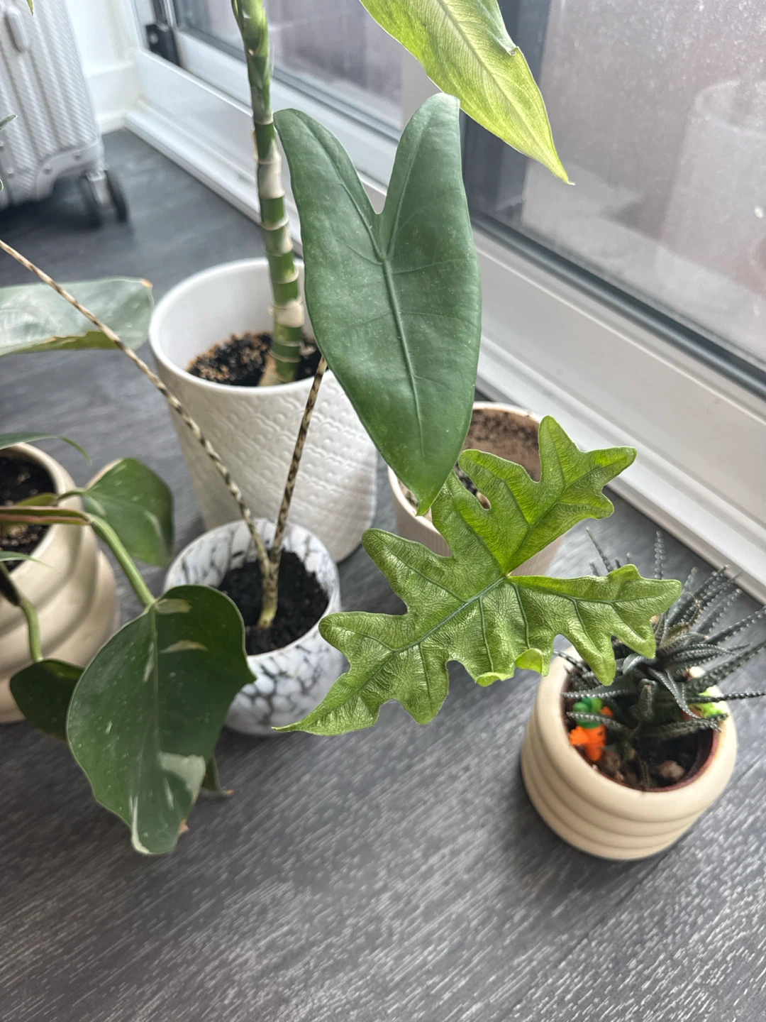 Assorted Potted Houseplants with some free pots - photo 3