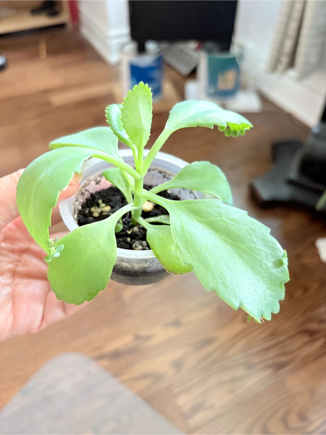 Kalanchoe Plants - mother of thousands