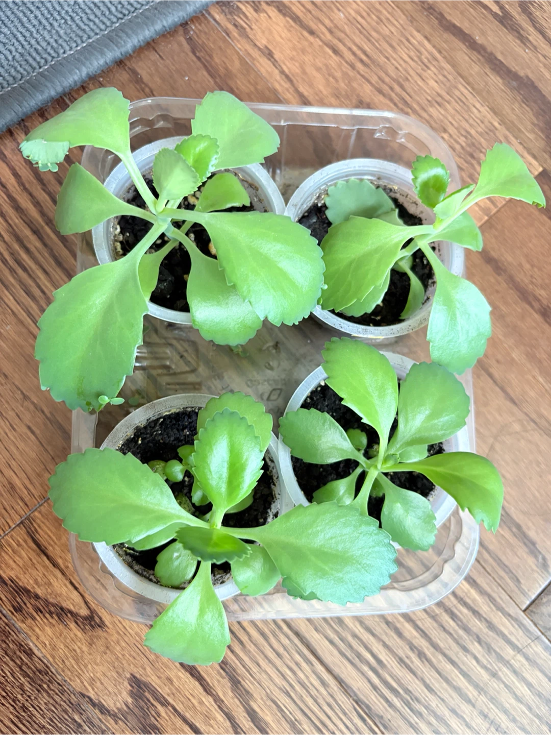 Kalanchoe Plants - mother of thousands - photo 2