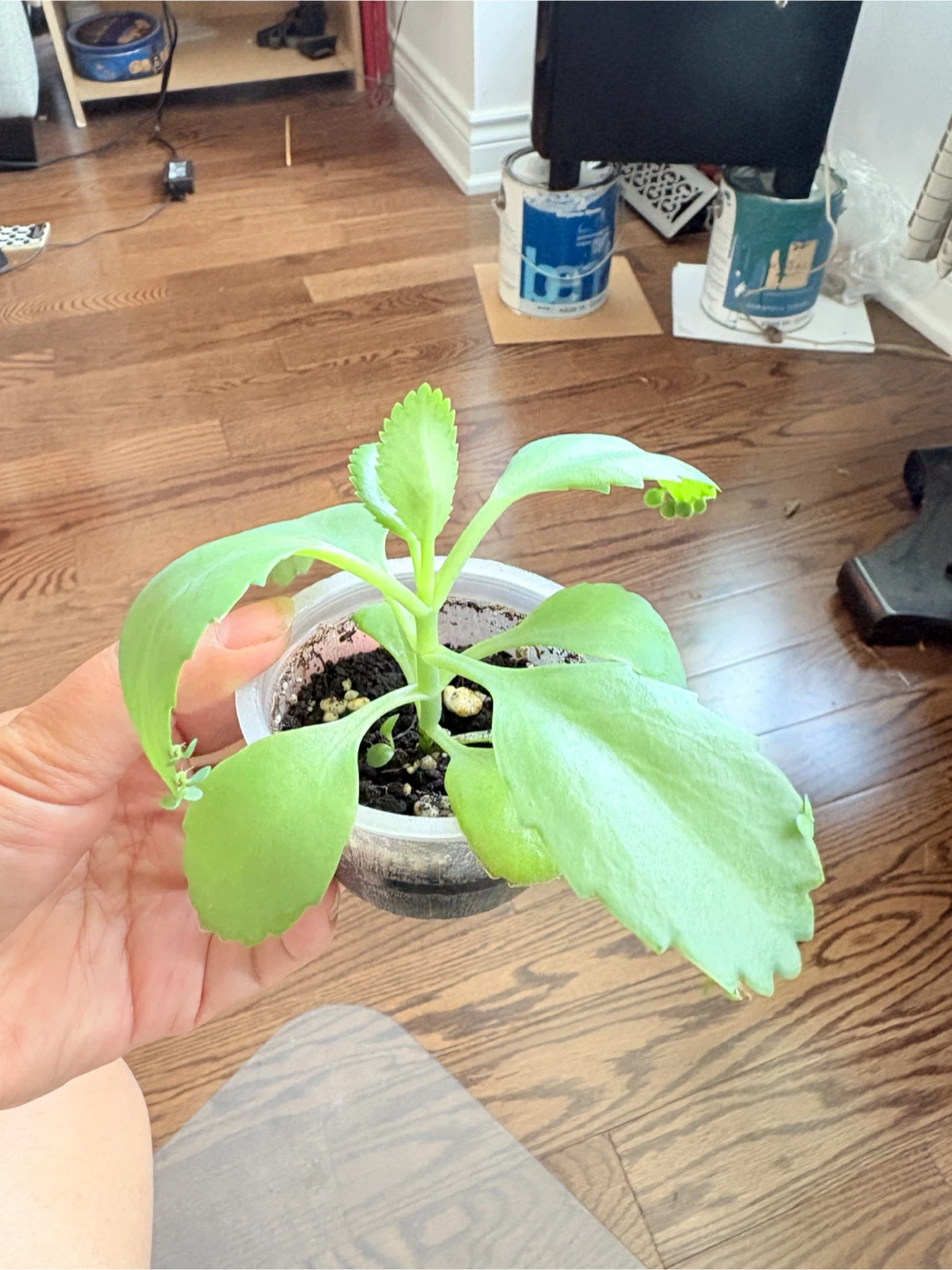 Kalanchoe Plants - mother of thousands - photo 3