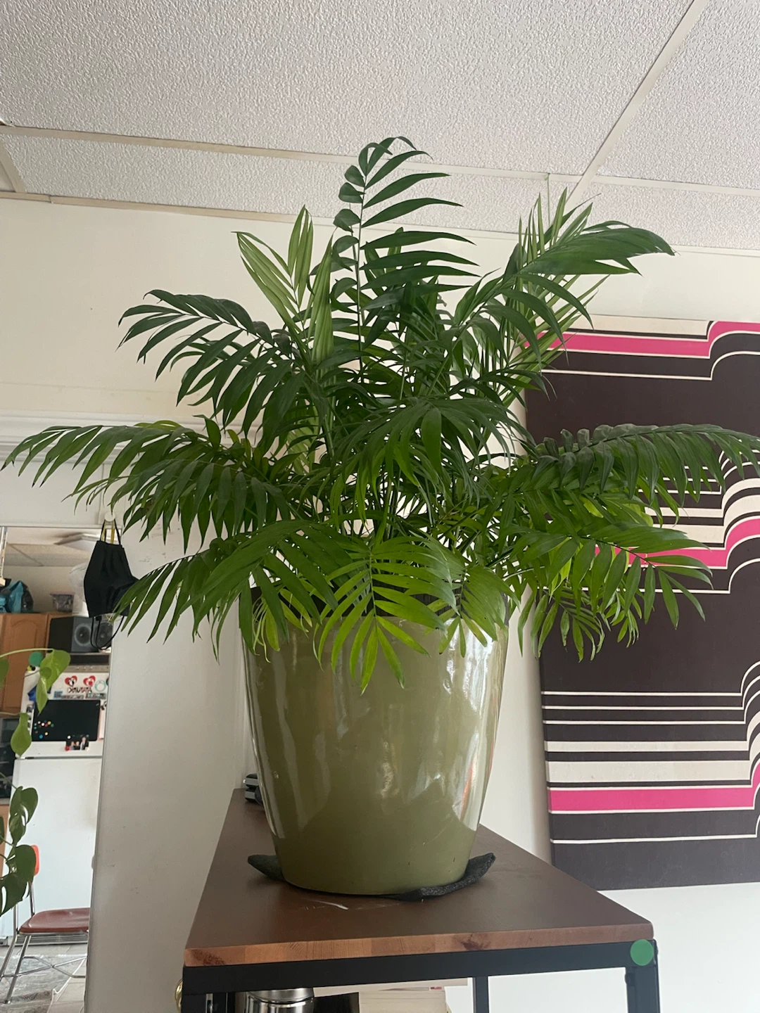 Petite Palm Tree