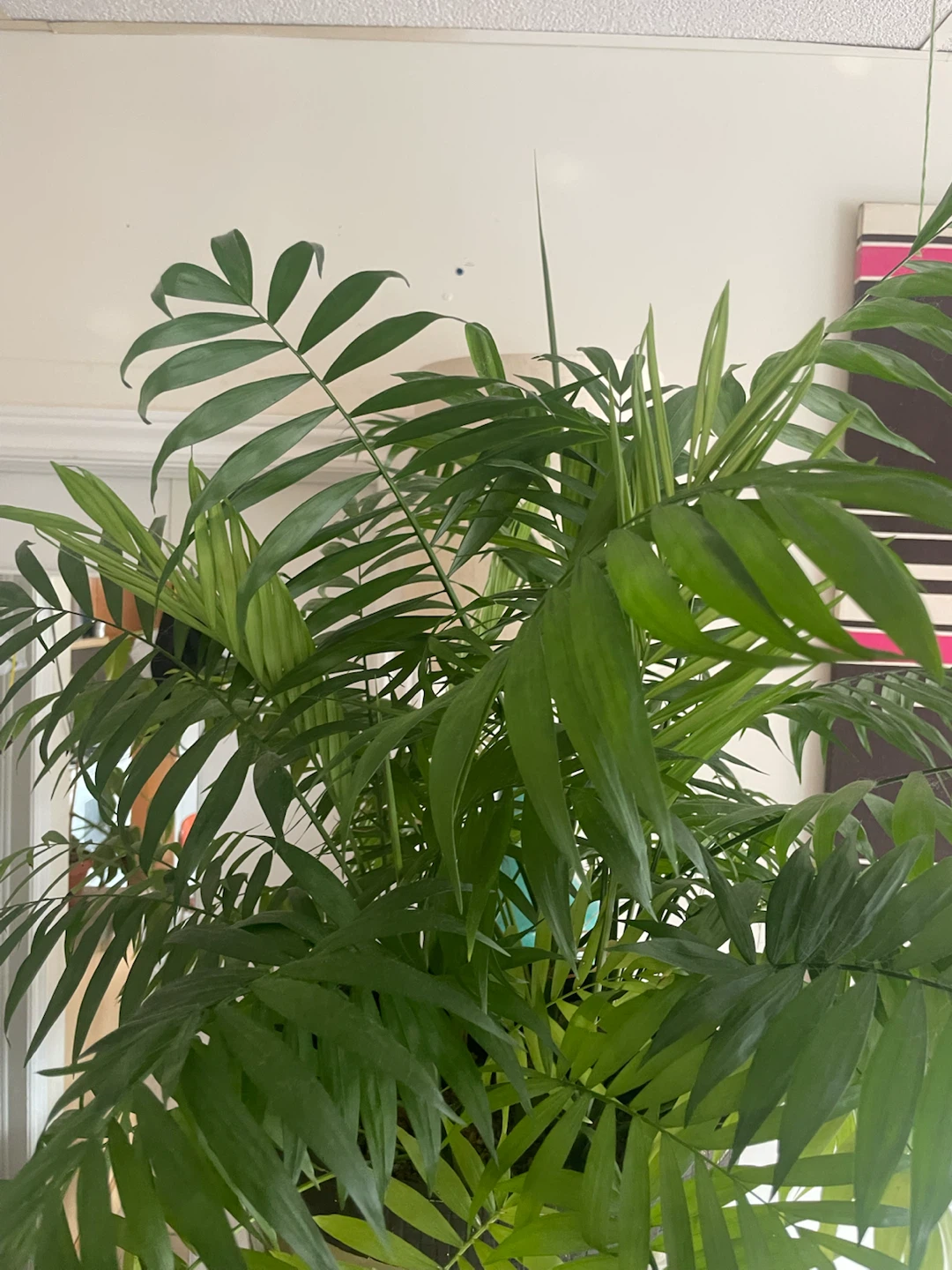 Petite Palm Tree - photo 2