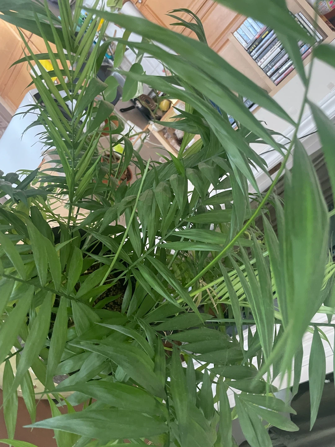 Petite Palm Tree - photo 3