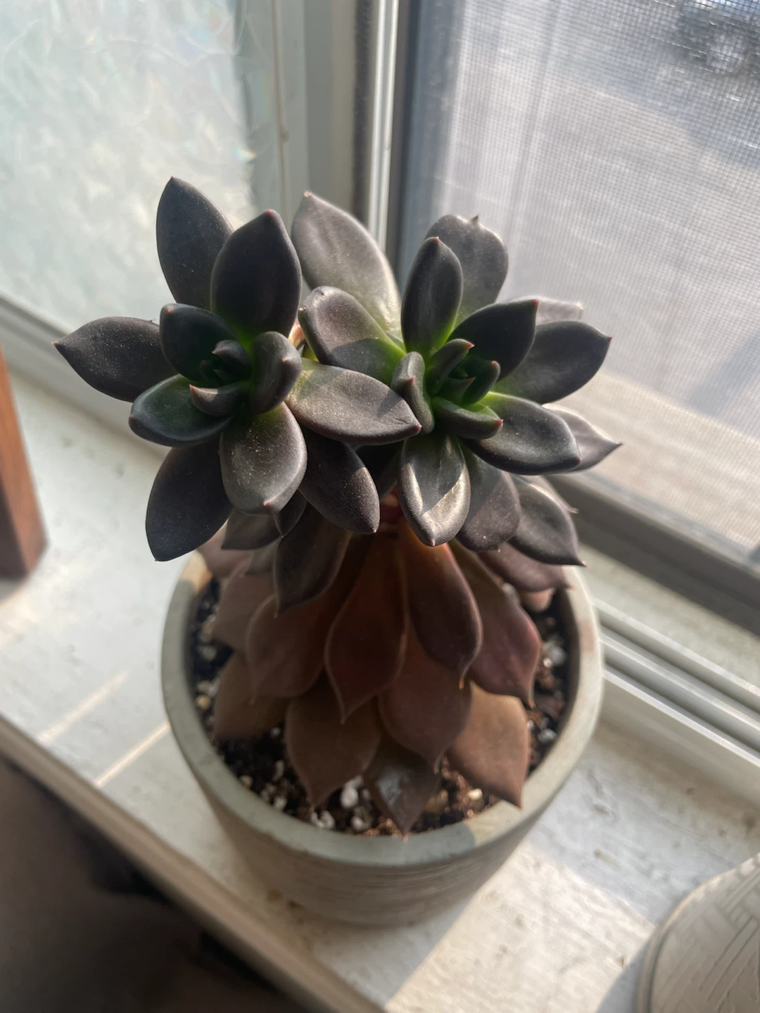 Succulent Plant in Textured Pot