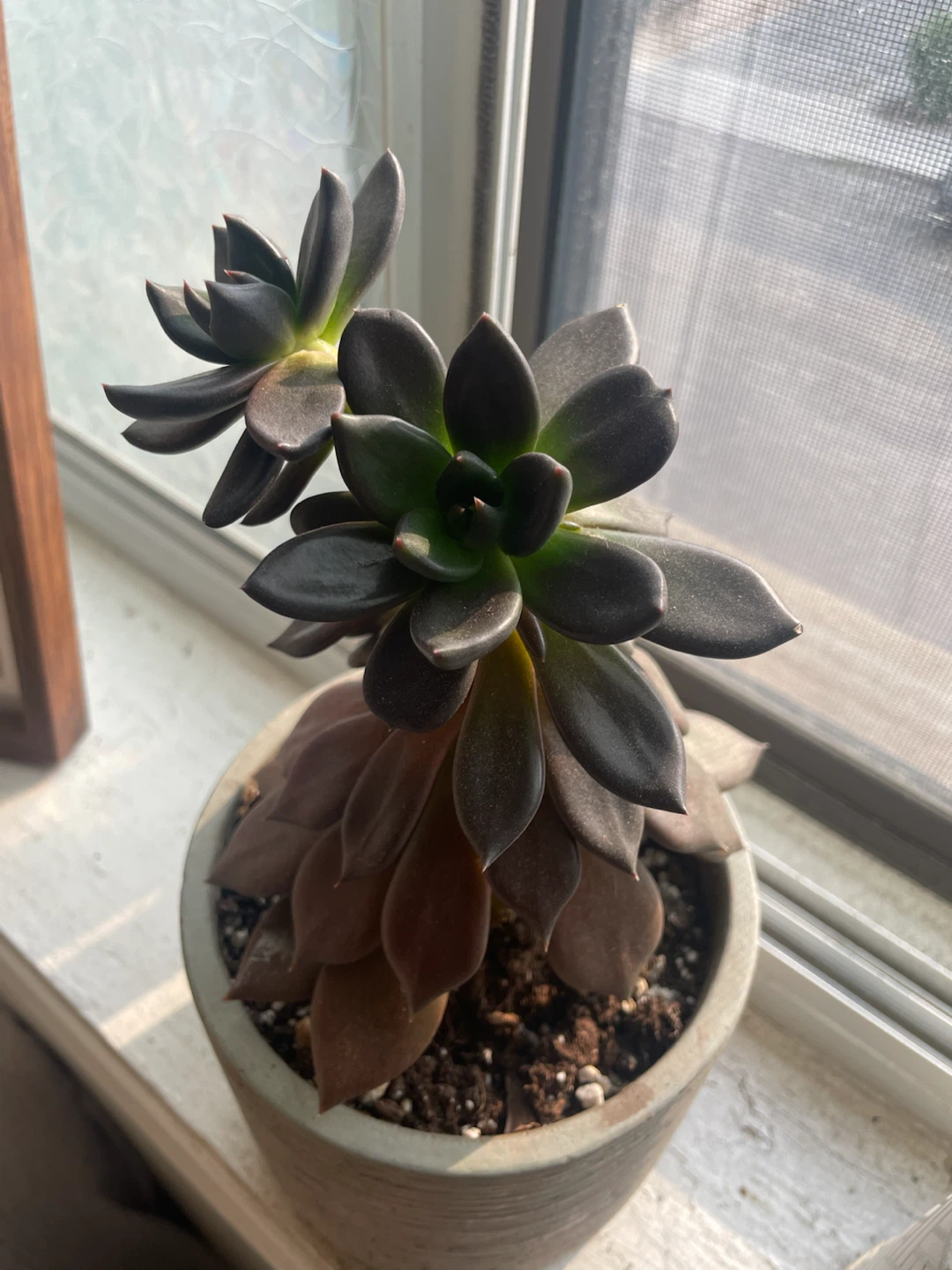 Succulent Plant in Textured Pot - photo 2