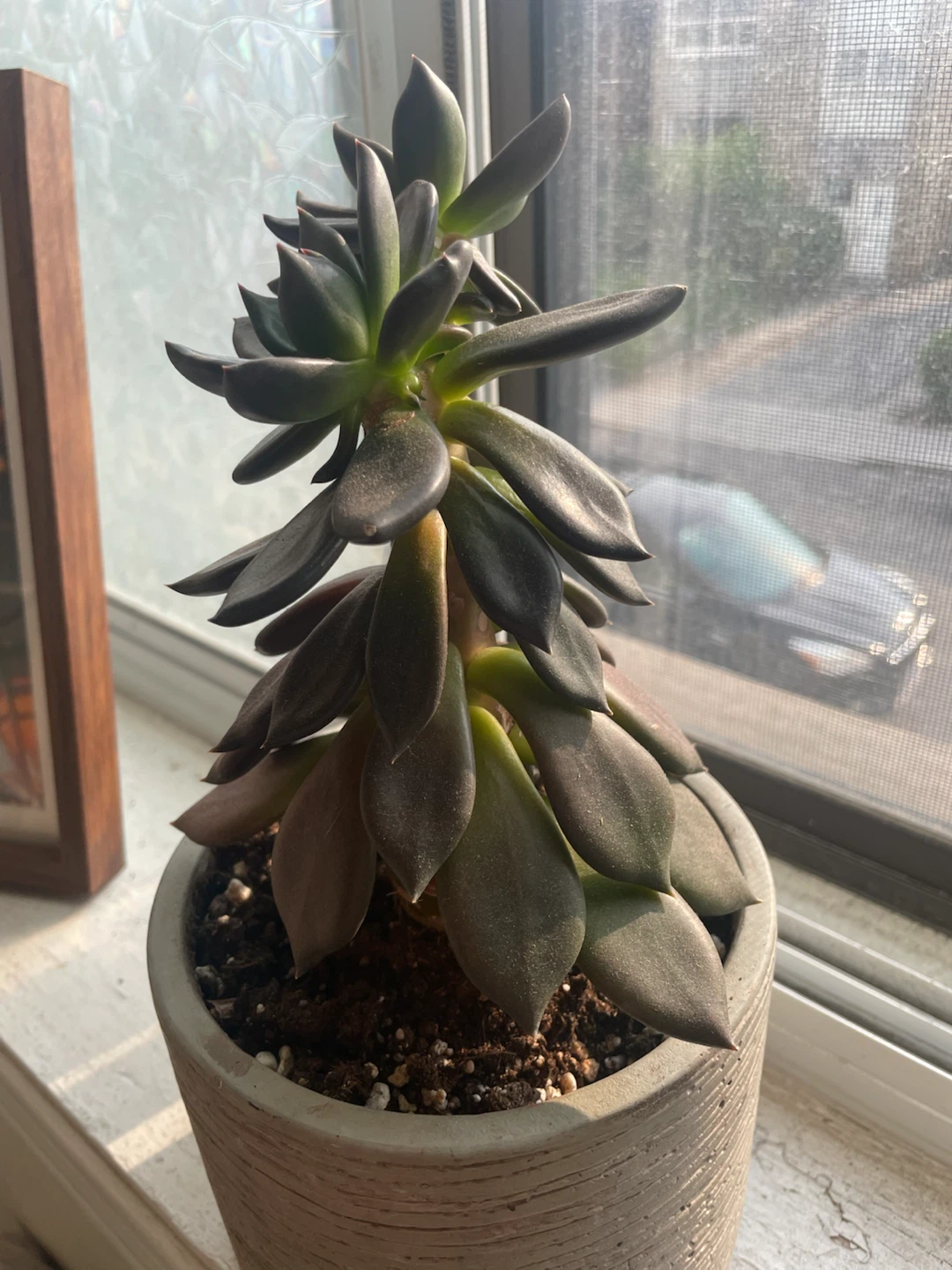 Succulent Plant in Textured Pot - photo 3