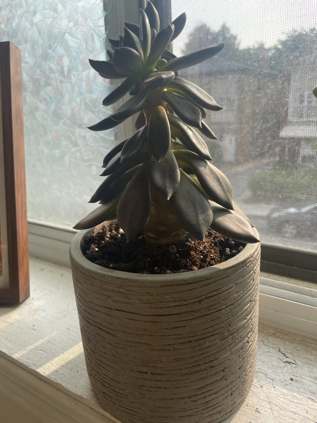 Succulent Plant in Textured Pot - photo 4