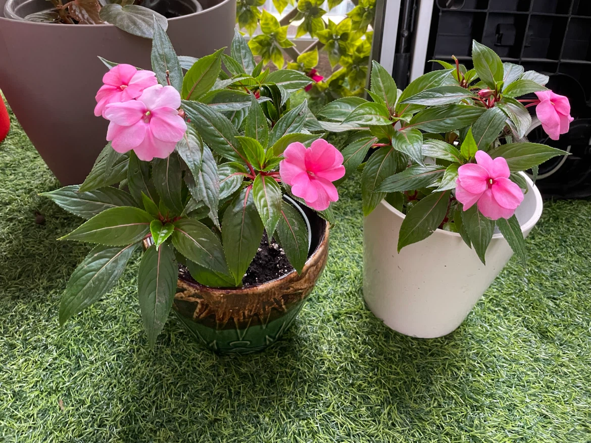 Impatiens Plants with Pink Flowers