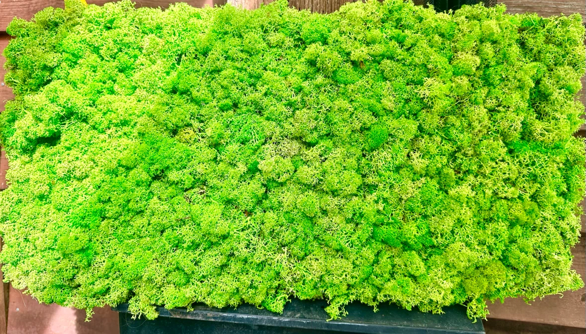 Living Moss panel 2foot x 1foot