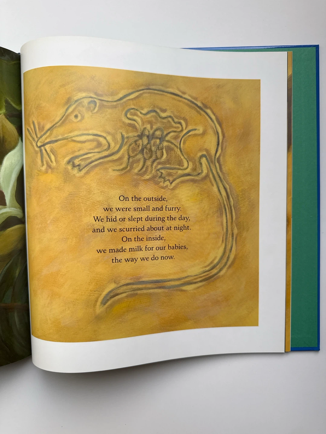 ‘Our Family Tree: An Evolution Story’ Book - photo 5