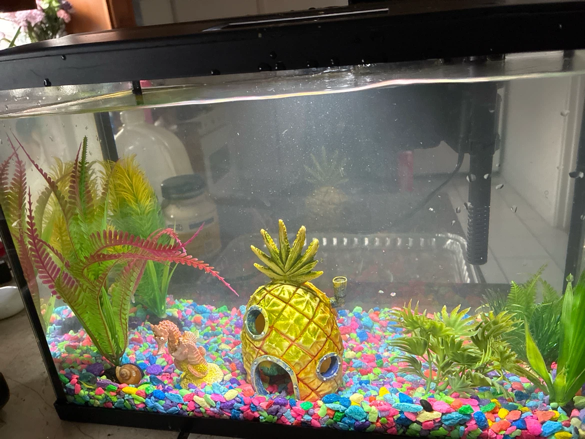 Aquarium Fish Tank