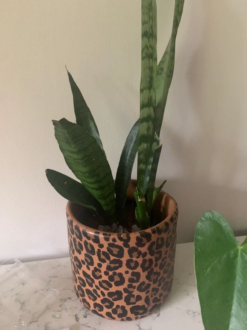 Snake Plant in Leopard Print Pot