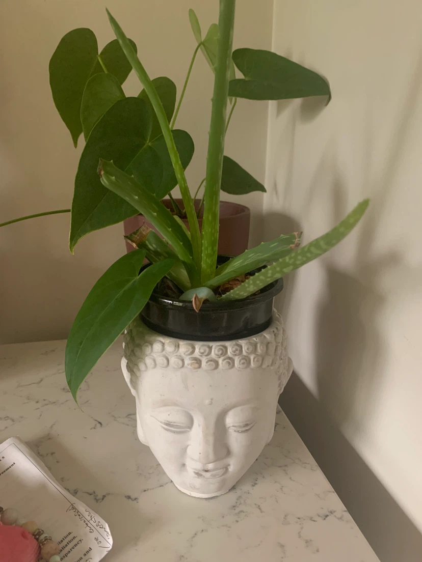 Aloe Vera Plant in Buddha Head Planter