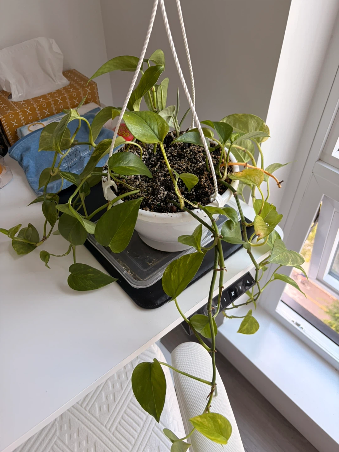 Hanging Pothos Plant