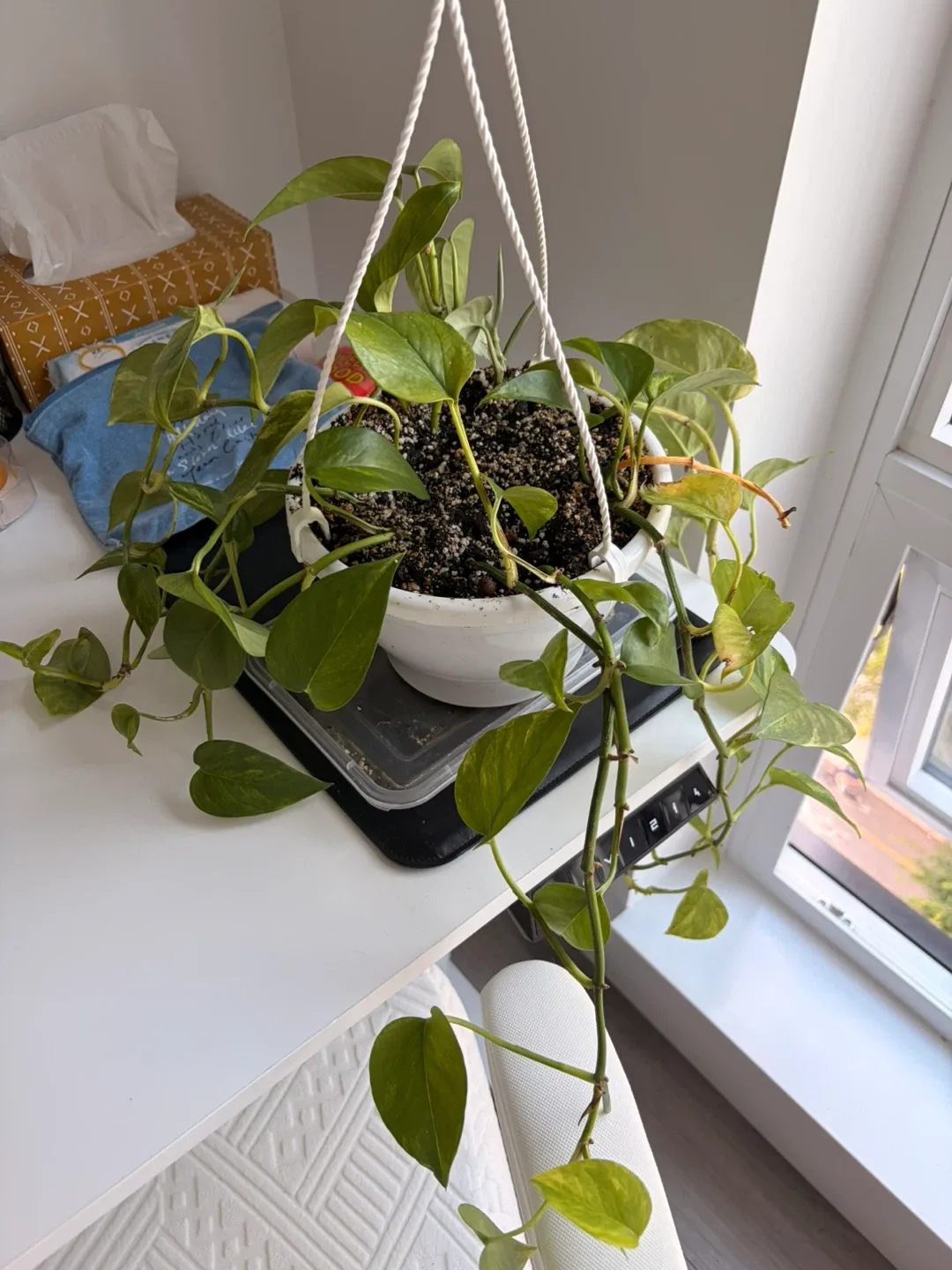 Hanging Pothos Plant