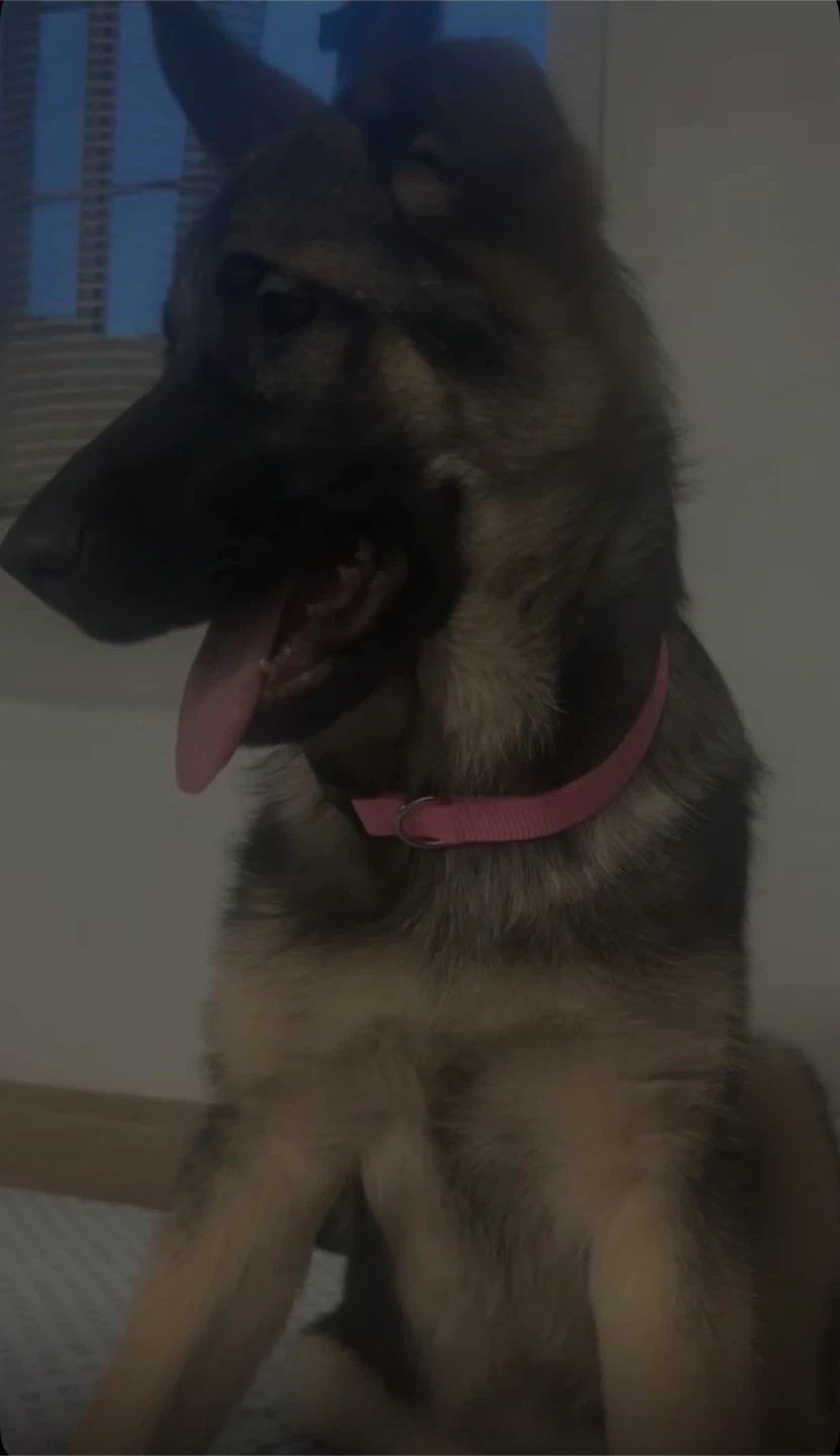 German Shepherd Dog