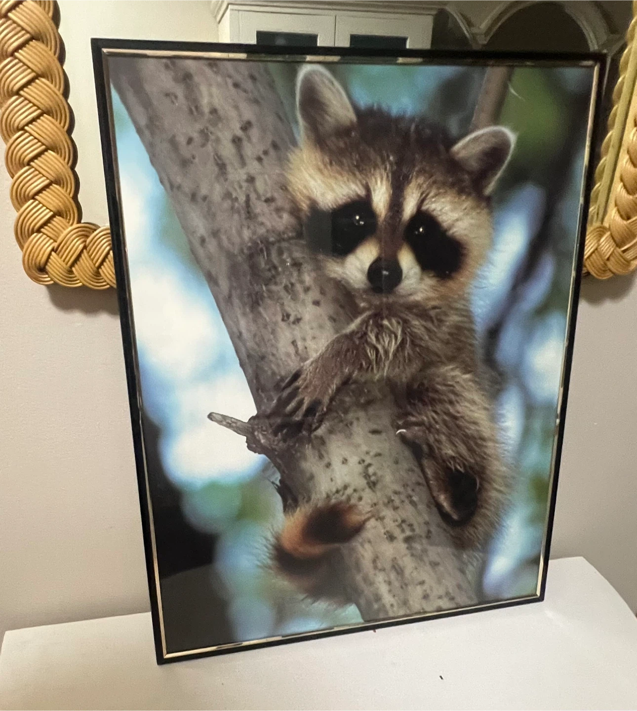 Framed Wildlife Raccoon Print