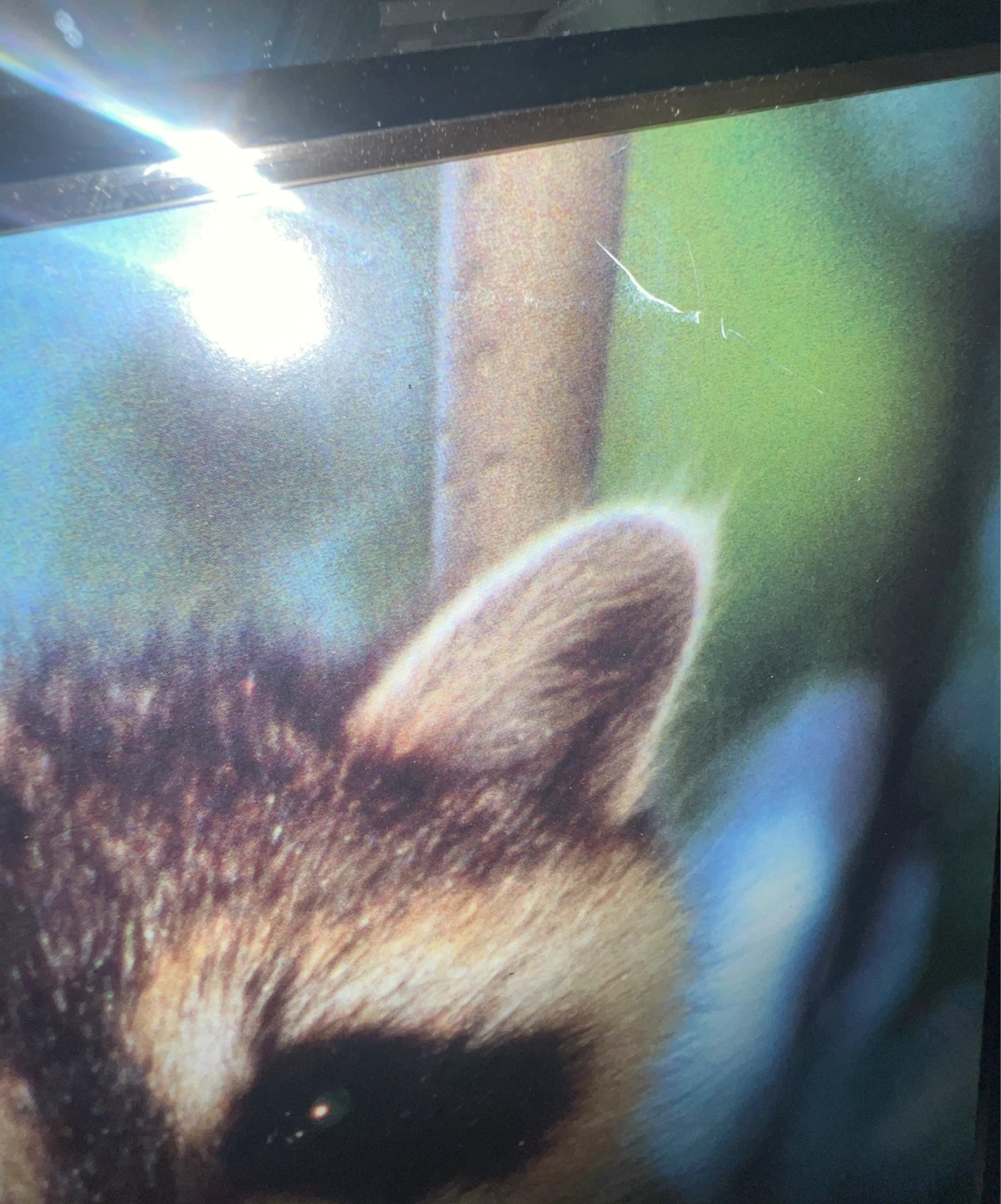 Framed Wildlife Raccoon Print - photo 2