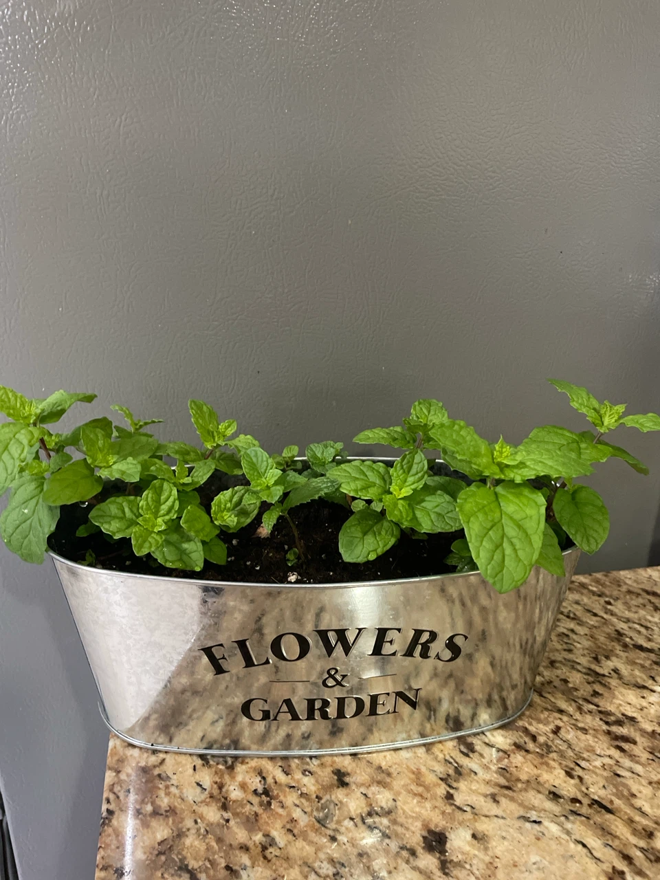 Mint Plant in a Pot