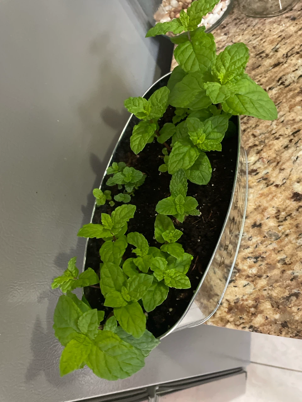 Mint Plant in a Pot - photo 2