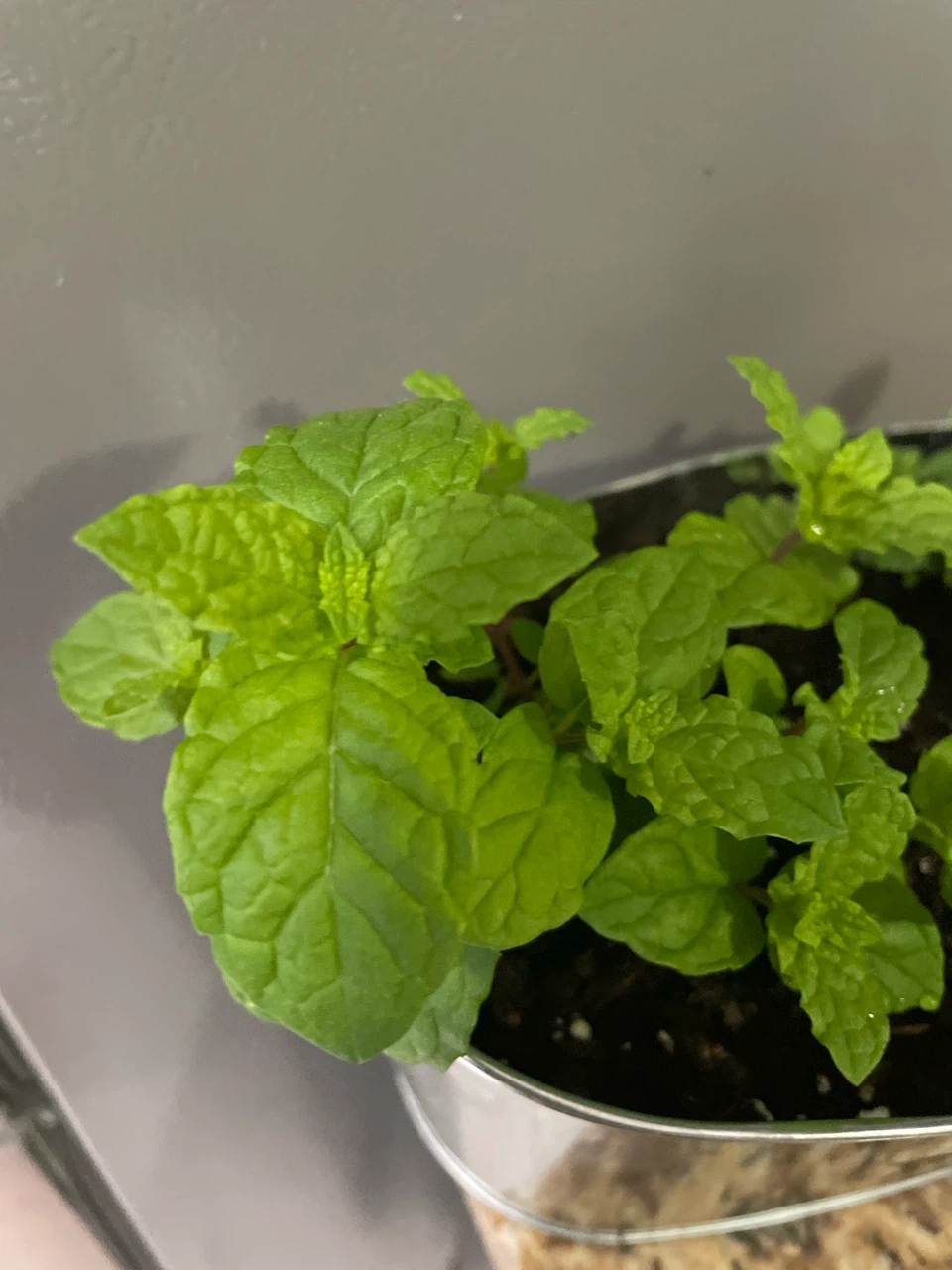 Mint Plant in a Pot - photo 3
