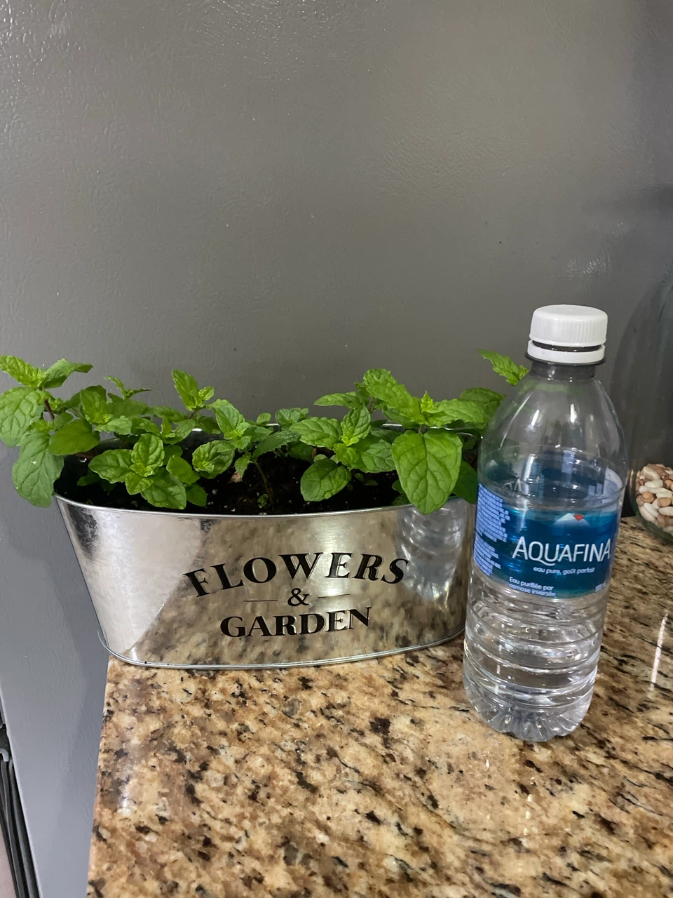 Mint Plant in a Pot - photo 4