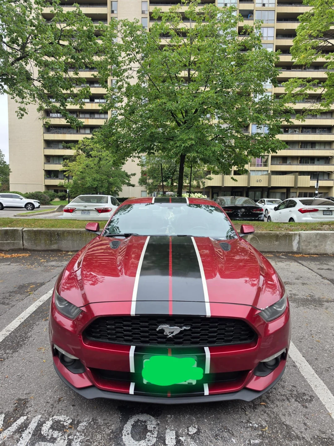 Mustang car