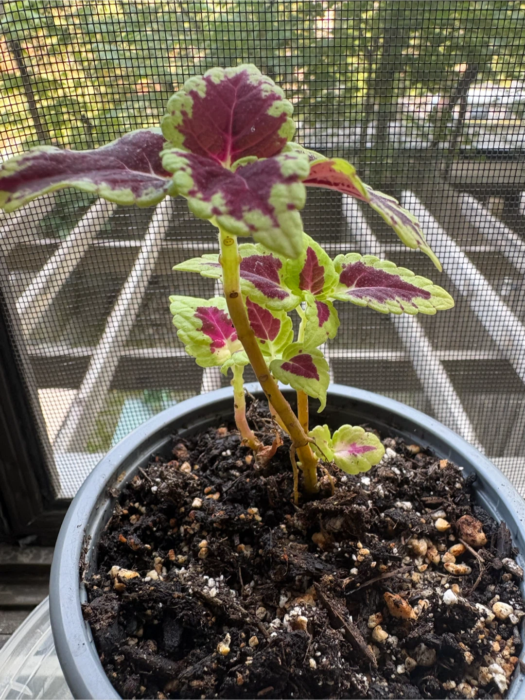 Coleus planted in new soil in July  in a 3.5 inch Pot