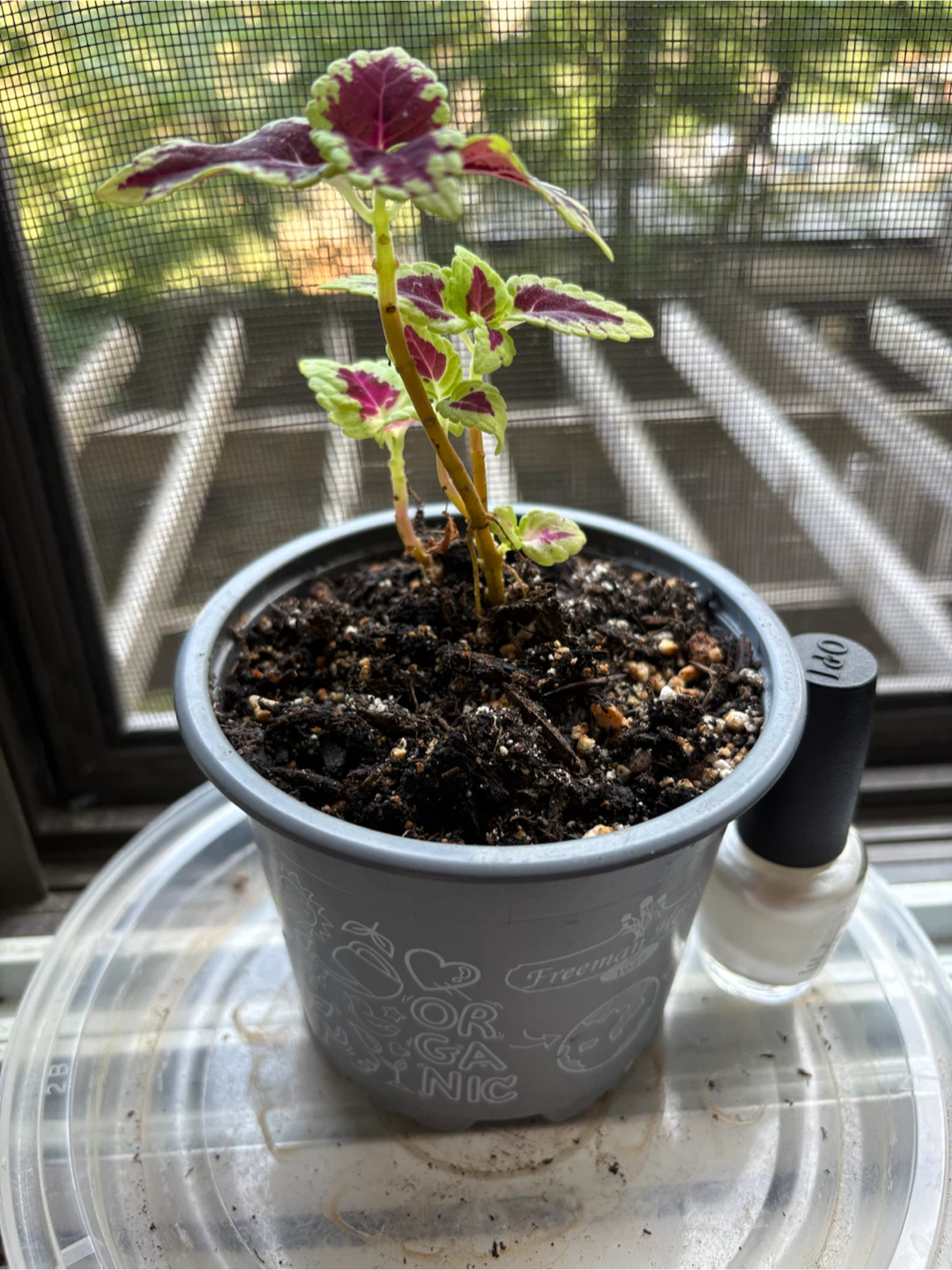 Coleus planted in new soil in July  in a 3.5 inch Pot - photo 2