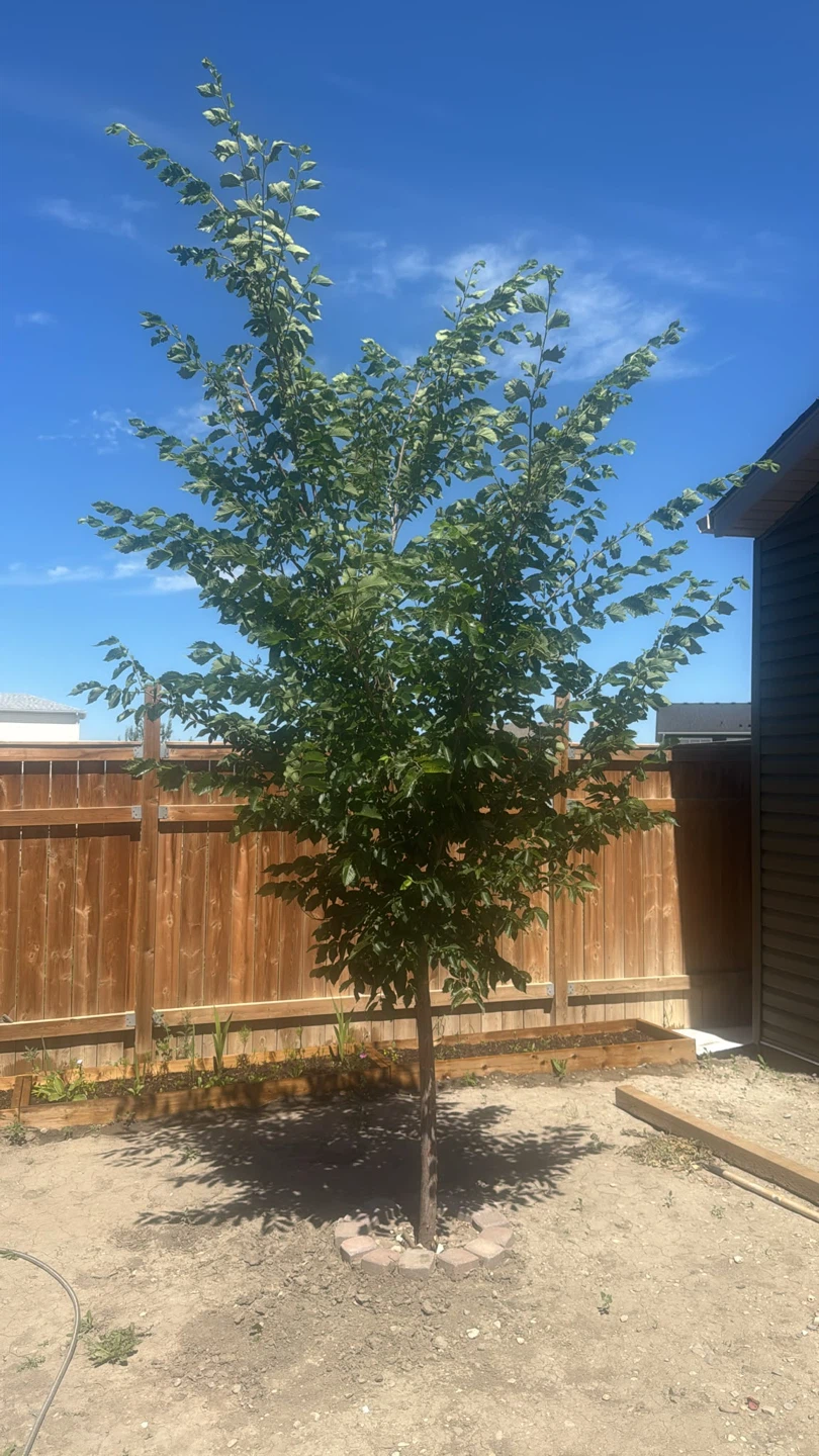 Young Tree for Sale