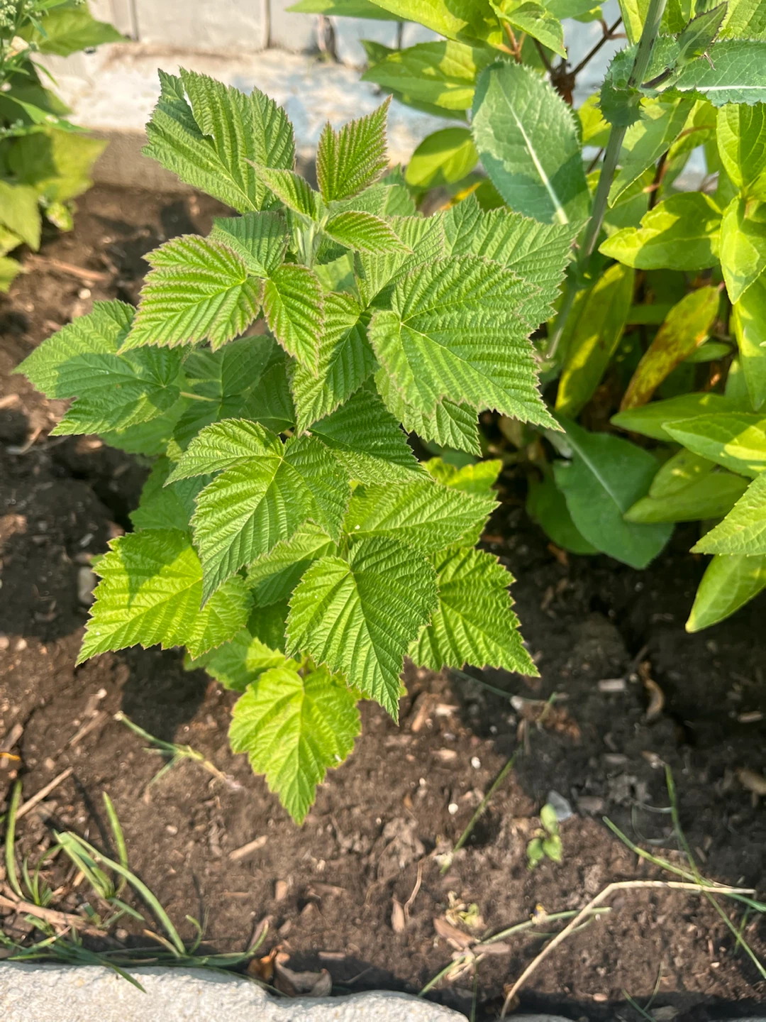Raspberry Plant