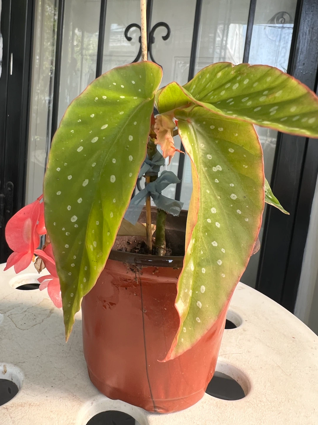 Small Begonia Maculata Plant with Pink Flowers