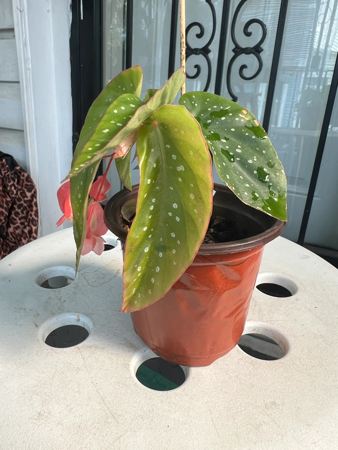 Small Begonia Maculata Plant with Pink Flowers - photo 2