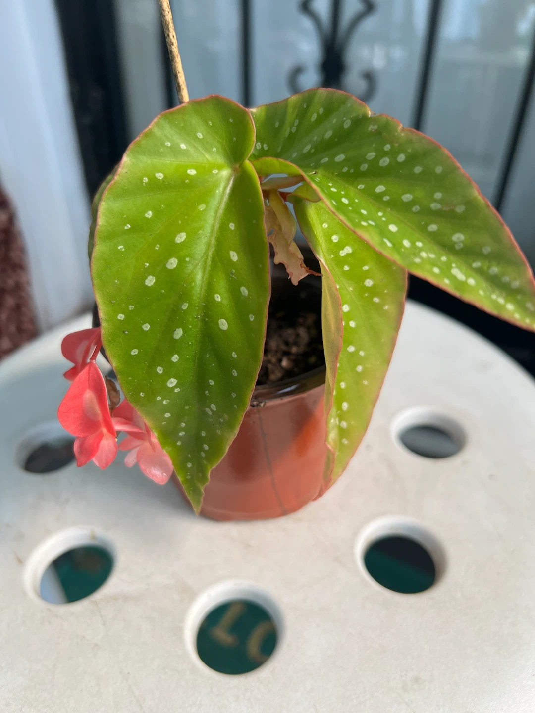 Small Begonia Maculata Plant with Pink Flowers - photo 3