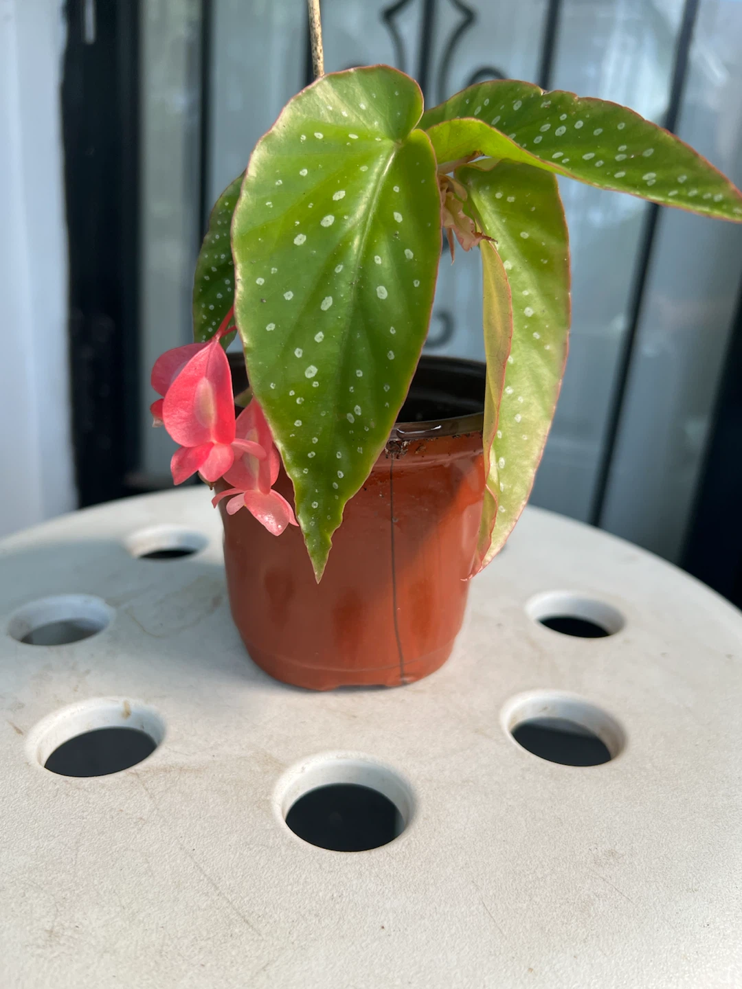 Small Begonia Maculata Plant with Pink Flowers - photo 4