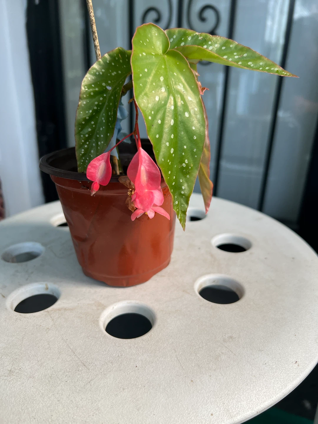 Small Begonia Maculata Plant with Pink Flowers - photo 5