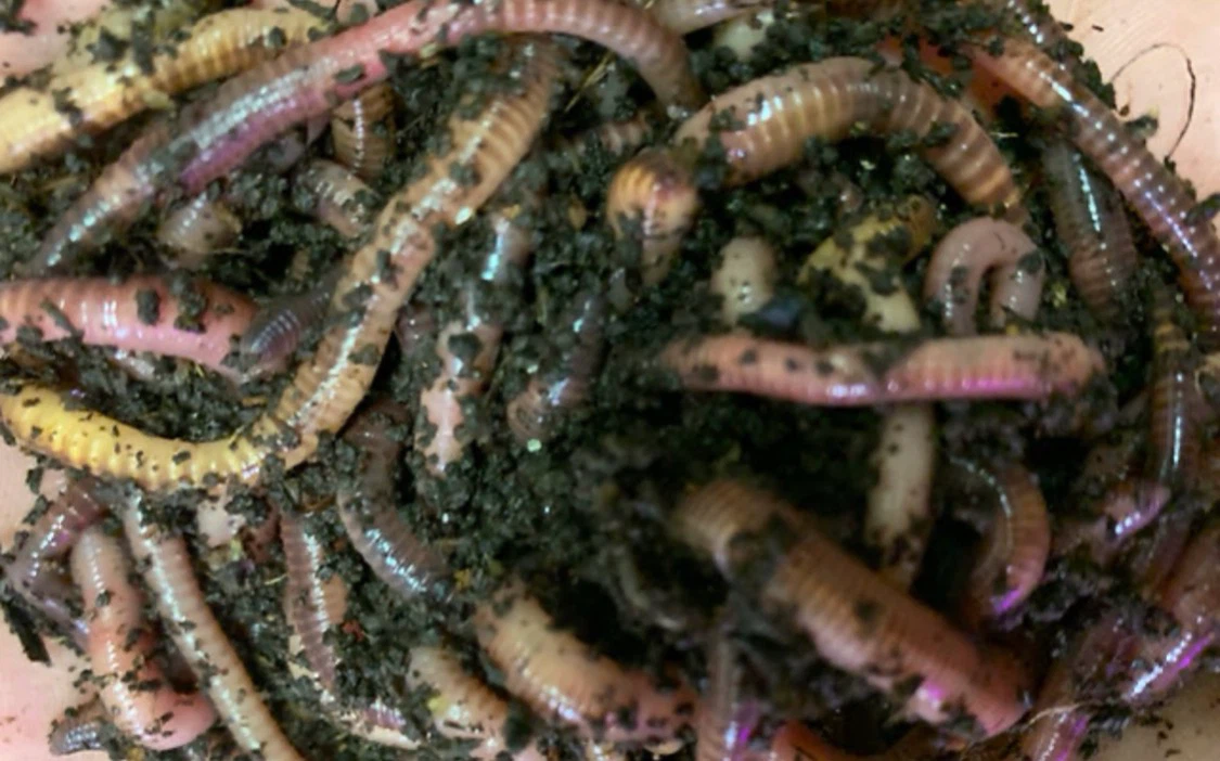 Worms - bait, lawn & garden, feed, & composting worms