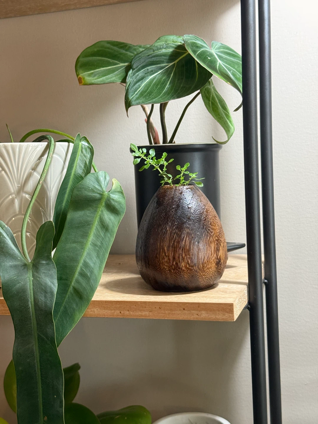 Wood Bud Vase with tiny plant bonsai
