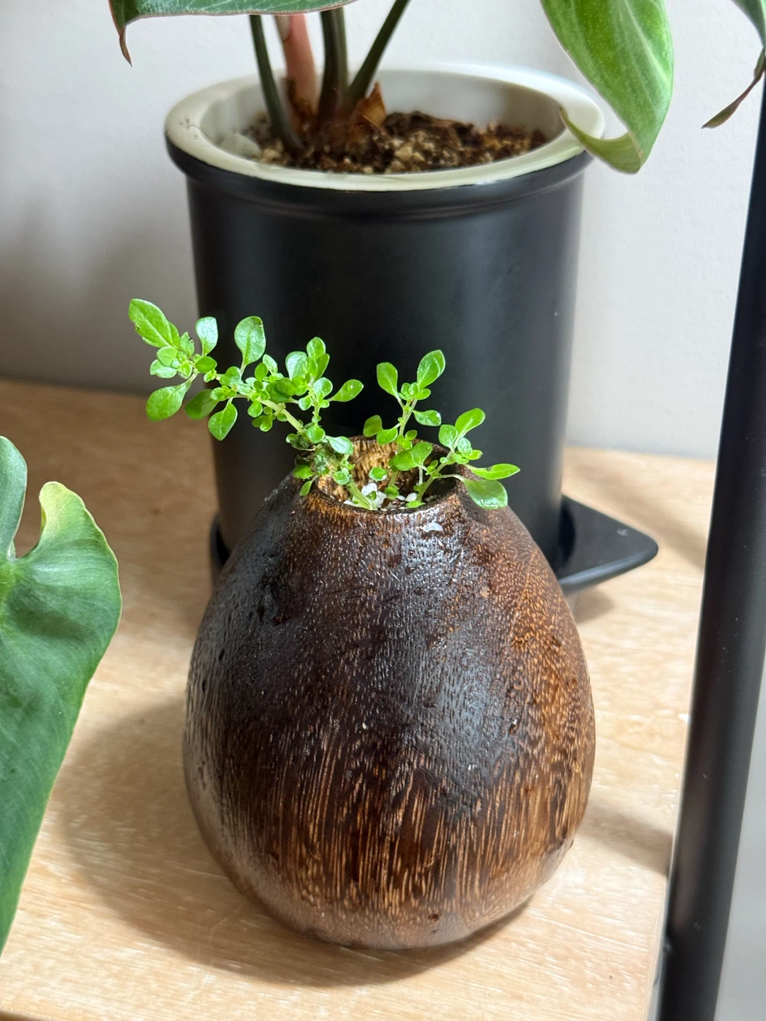 Wood Bud Vase with tiny plant bonsai - photo 2