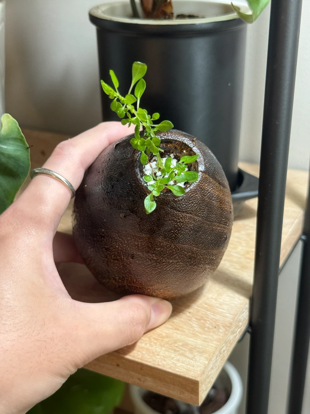 Wood Bud Vase with tiny plant bonsai - photo 3