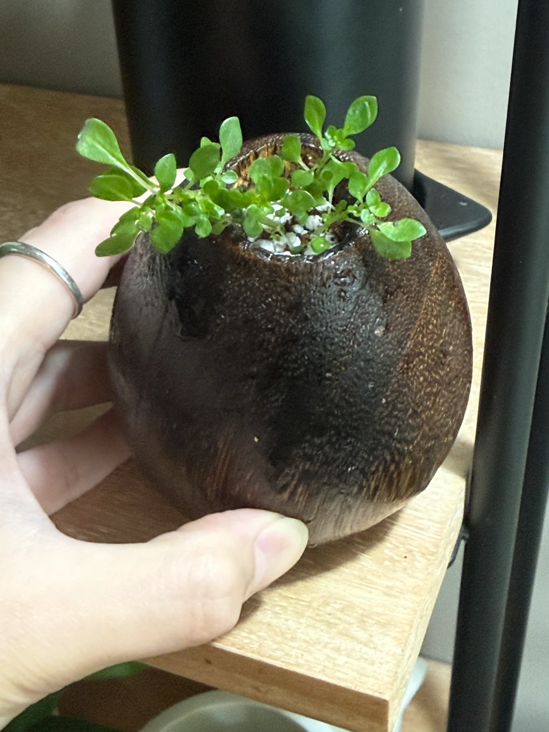 Wood Bud Vase with tiny plant bonsai - photo 5